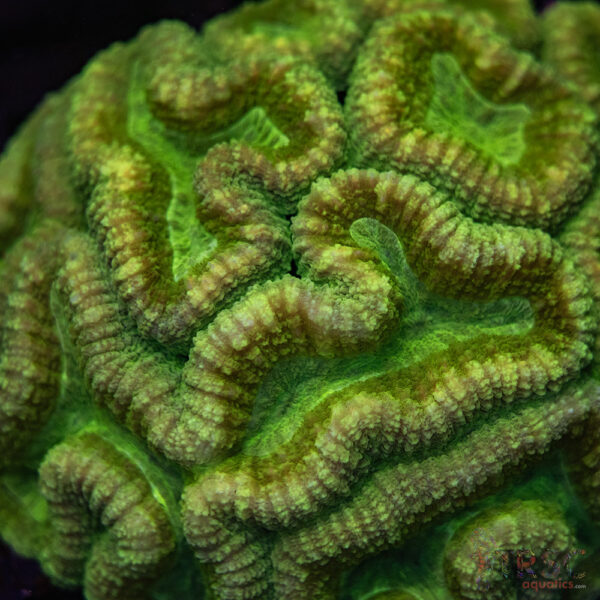 Yellow Green Lobo Colony A03