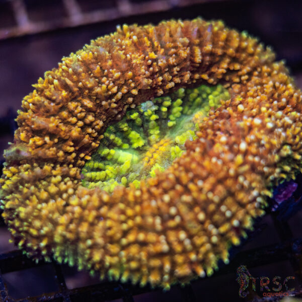 Battleworn Scolymia Vitensis A05