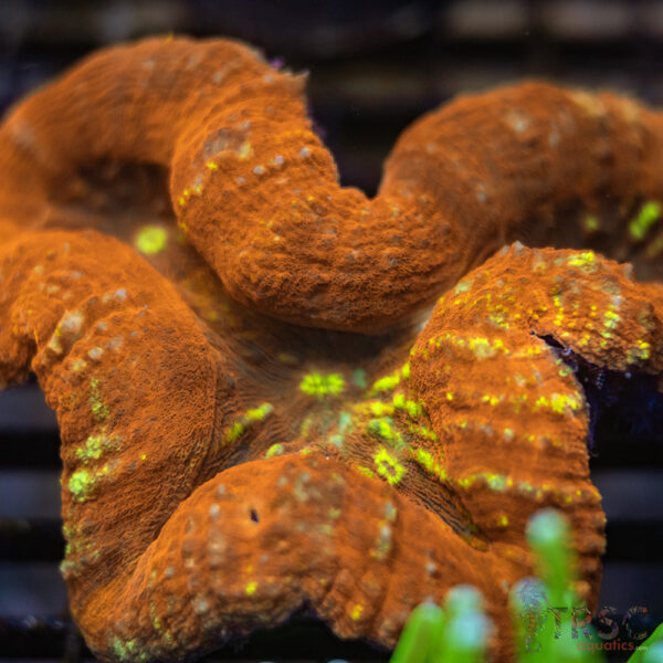 Volcano Lobo Colony A07