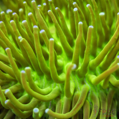 Neon Green Heliofungia XXL Plate A08
