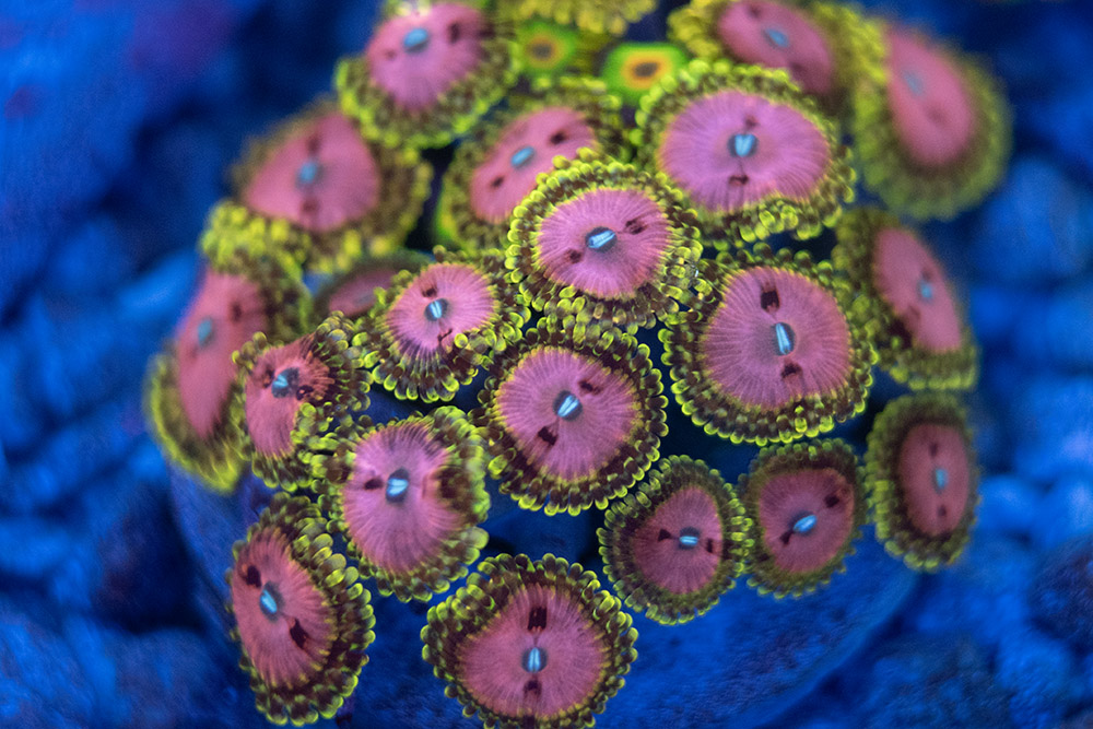 LIVE CORALS FOR SALE LPS, SPS, SOFTIES & DRY GOODS 5 TRSC 09152025 THIRST A04