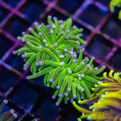 Cotton Candy Torch C04