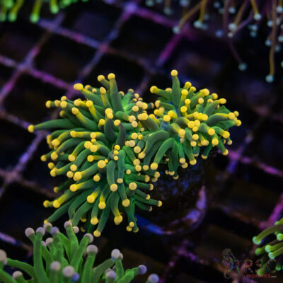 Lemon Tip Torch Cluster C07