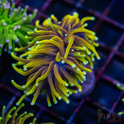 Hellfire Gold Torch D04