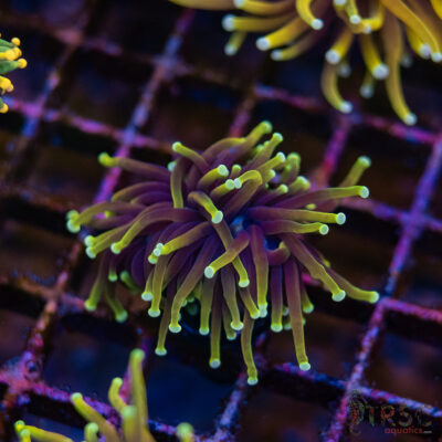 Dragon Soul Gold Torch D07