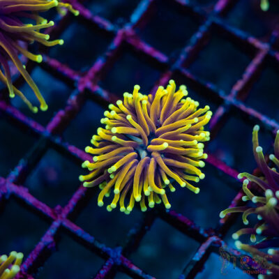 Sungod Gold Torch E03