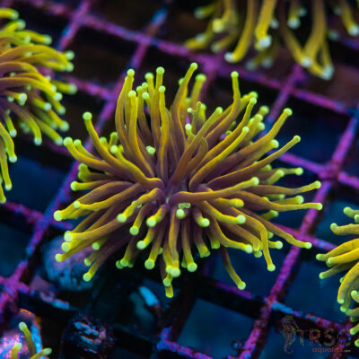 Sungod Gold Torch E05