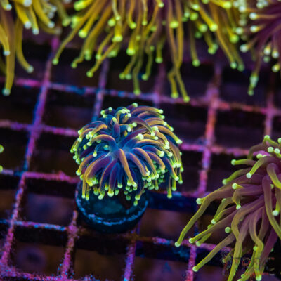 Dark Knight Torch E07