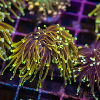 Sungod Gold Torch E08