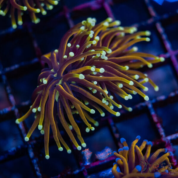 Court Jester Gold Torch F02
