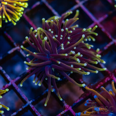 LIVE CORALS FOR SALE LPS, SPS, SOFTIES & DRY GOODS 25 Darknight Gold Torch F03