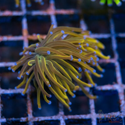 Rapunzel Gold Torch F04