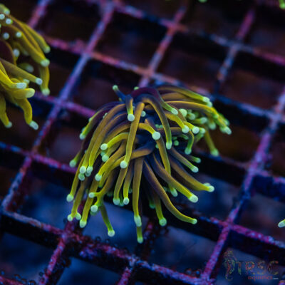 Dragon Soul Gold Torch F06