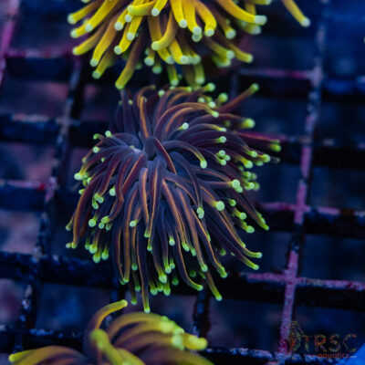 Dark Knight Gold Torch G01