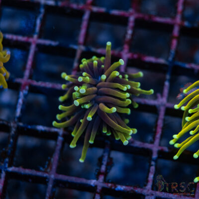 Dragon Soul Gold Torch G04