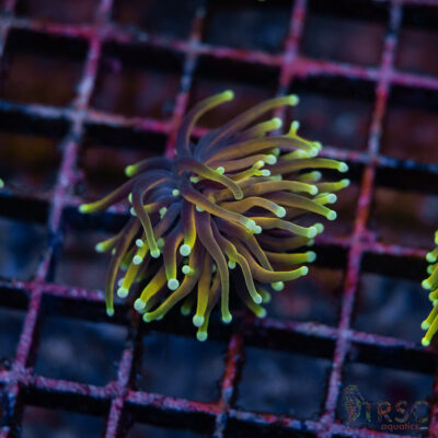 Hellfire Gold Torch G06