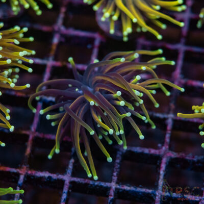 Hellfire Gold Torch G08