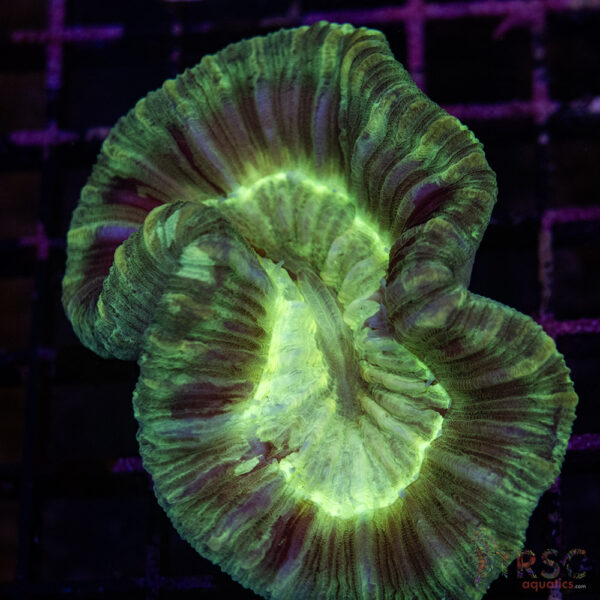 TRSC Premium Trachy/Welso Coral A01