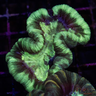 TRSC Premium Trachy/Welso Coral A02