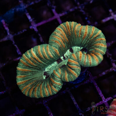 TRSC Premium Trachy/Welso Coral A03