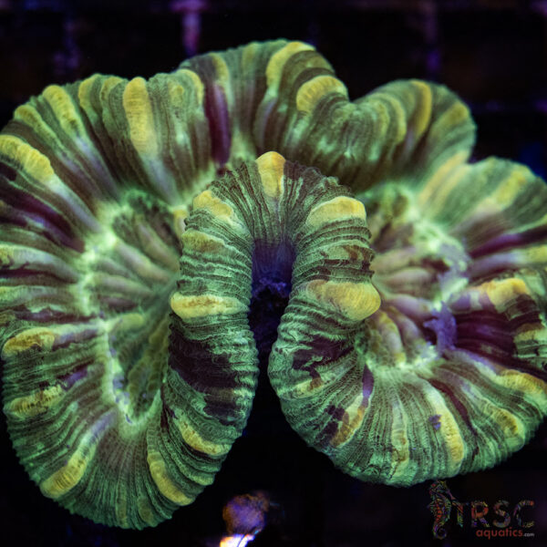 TRSC Premium Trachy/Welso Coral A04