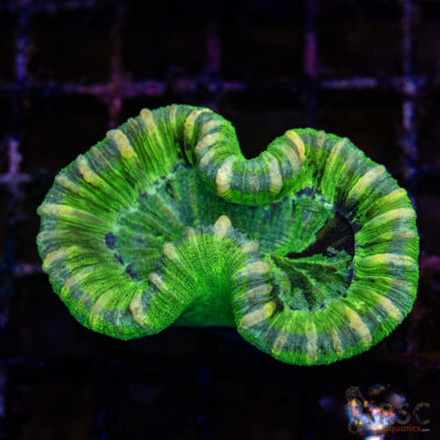 TRSC Premium Trachy/Welso Coral A05