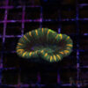 TRSC Premium Trachy/Welso Coral A06