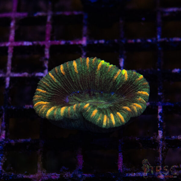 TRSC Premium Trachy/Welso Coral A06