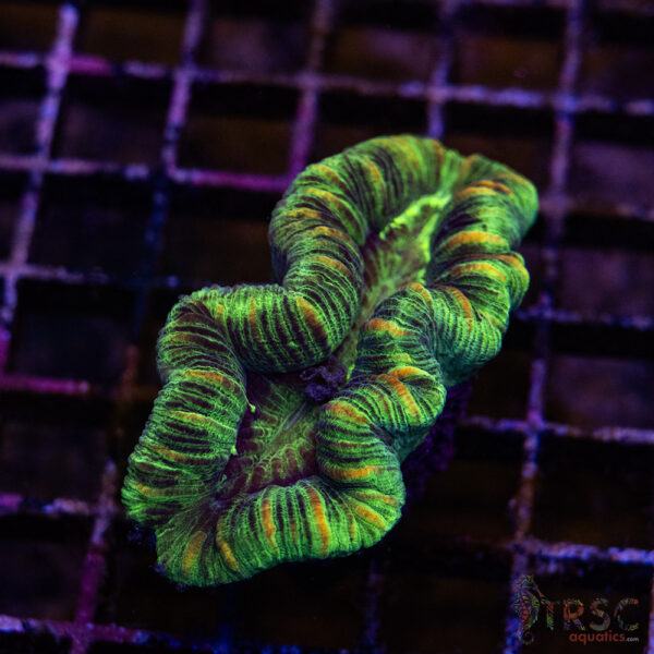 TRSC Premium Trachy/Welso Coral A07