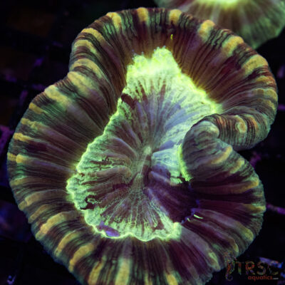 TRSC Premium Trachy/Welso Coral B01