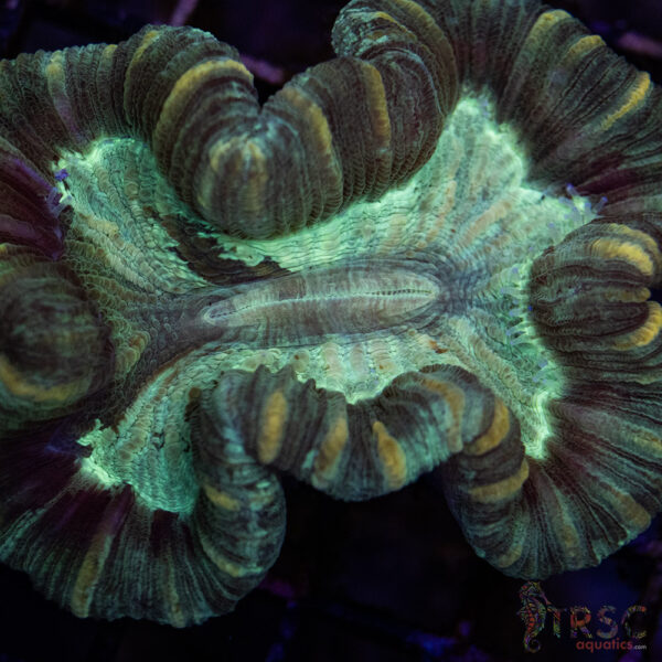 TRSC Premium Trachy/Welso Coral B02