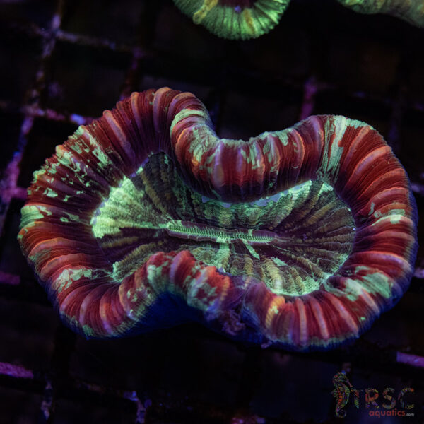 TRSC Premium Trachy/Welso Coral B03