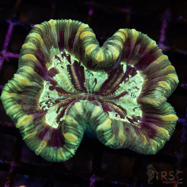 TRSC Premium Trachy/Welso Coral B04
