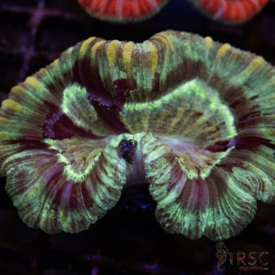 TRSC Premium Trachy/Welso Coral B05