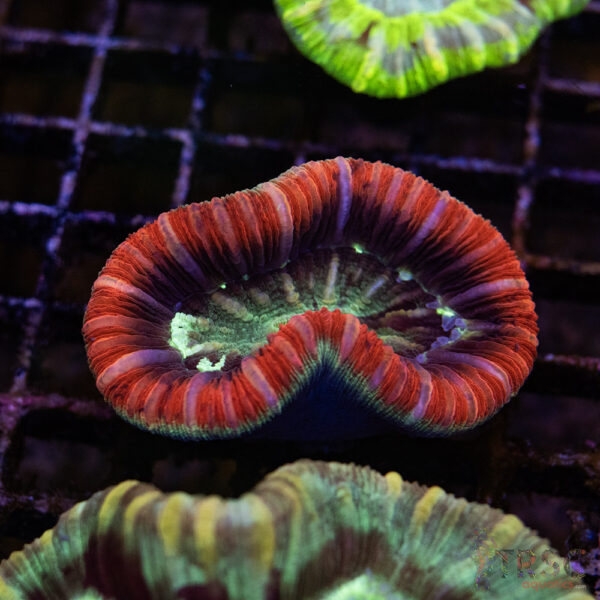 TRSC Premium Trachy/Welso Coral B06