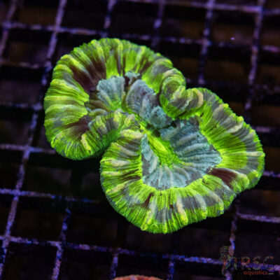 TRSC Premium Trachy/Welso Coral B07