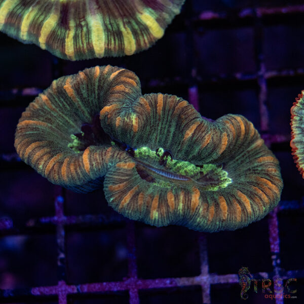 TRSC Premium Trachy/Welso Coral C01