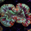 TRSC Premium Trachy/Welso Coral C02 2 TRSC 09152025 TRACHY C02