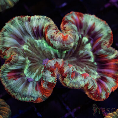 TRSC Premium Trachy/Welso Coral C02