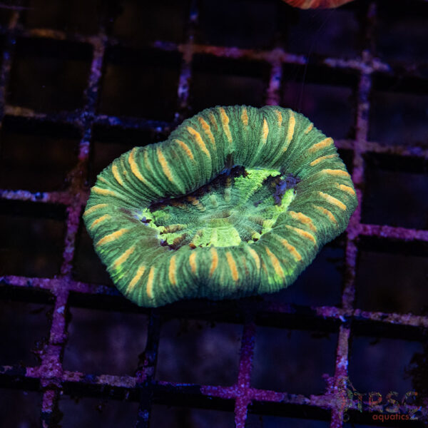 TRSC Premium Trachy/Welso Coral C03