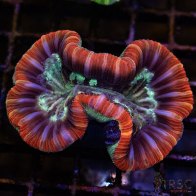 TRSC Premium Trachy/Welso Coral C04