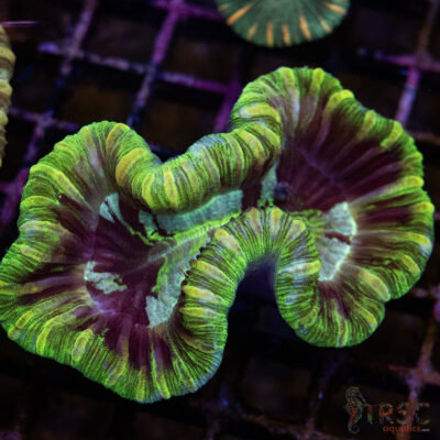 TRSC Premium Trachy/Welso Coral C05