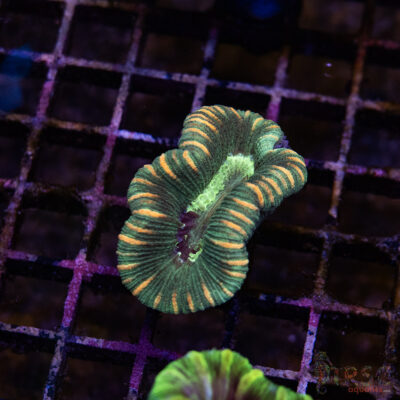 TRSC Premium Trachy/Welso Coral C01