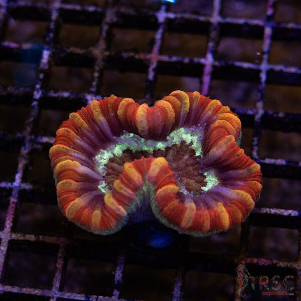 TRSC Premium Trachy/Welso Coral C07