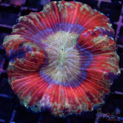 TRSC Premium Trachy/Welso Coral D01