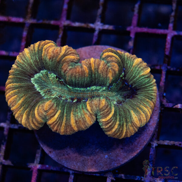 TRSC Premium Trachy/Welso Coral D02