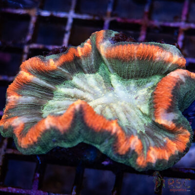 TRSC Premium Trachy/Welso Coral A05