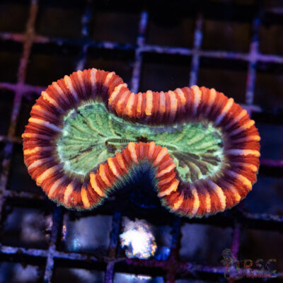 TRSC Premium Trachy/Welso Coral D04