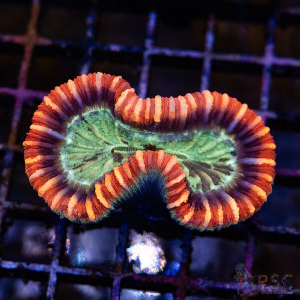TRSC Premium Trachy/Welso Coral D04