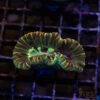 TRSC Premium Trachy/Welso Coral B01